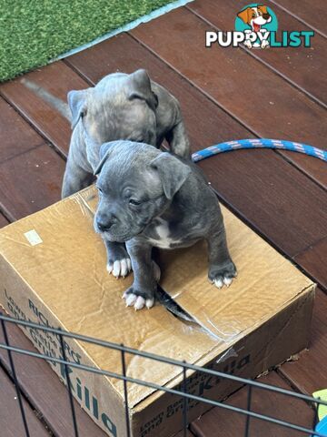 Blue American Staffordshire Terrier puppies!