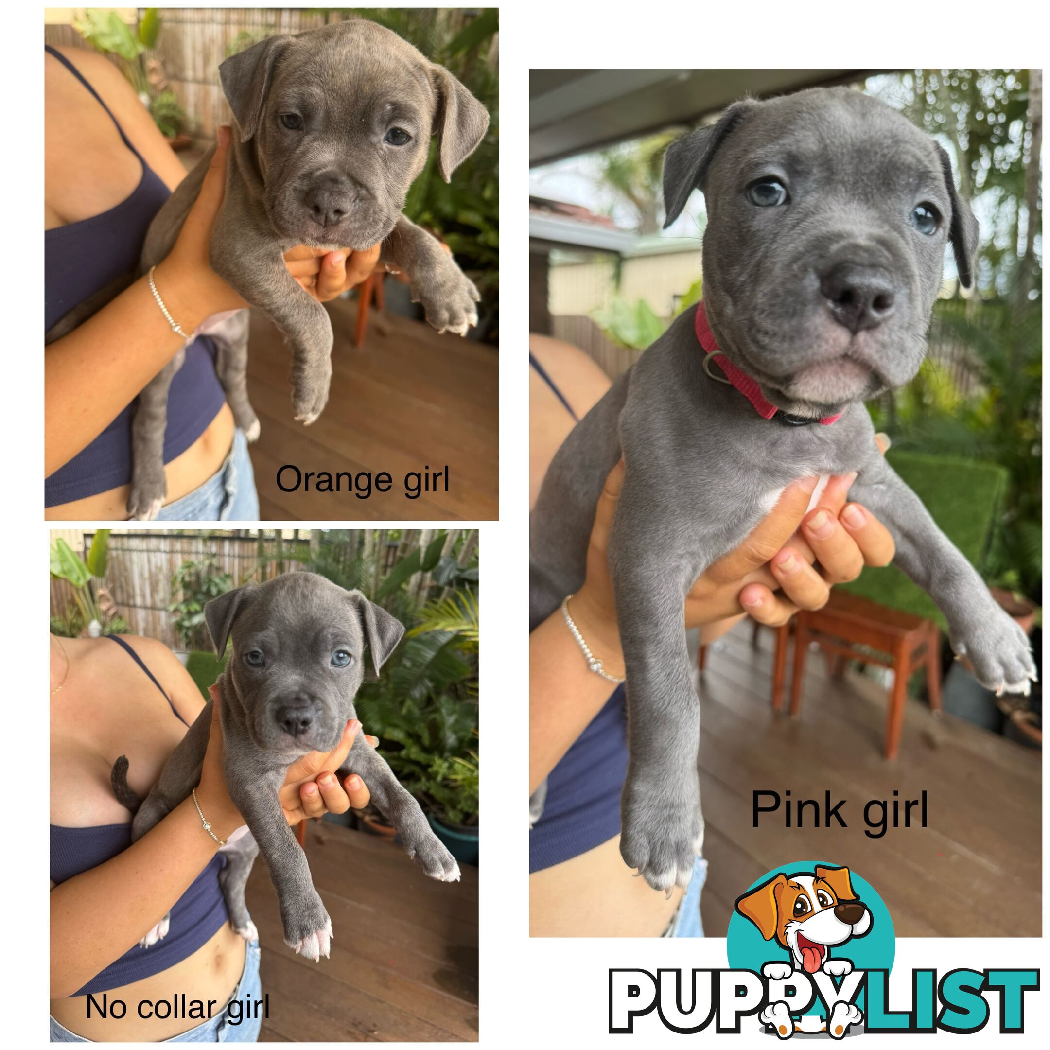 Blue American Staffordshire Terrier puppies!