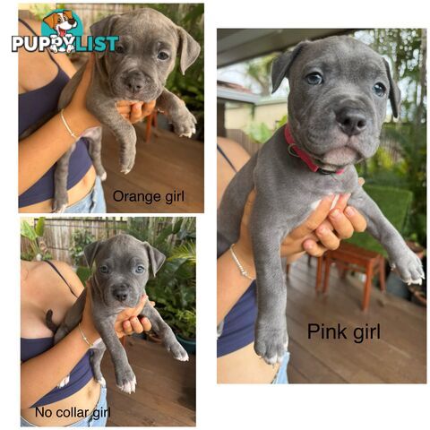 Blue American Staffordshire Terrier puppies!