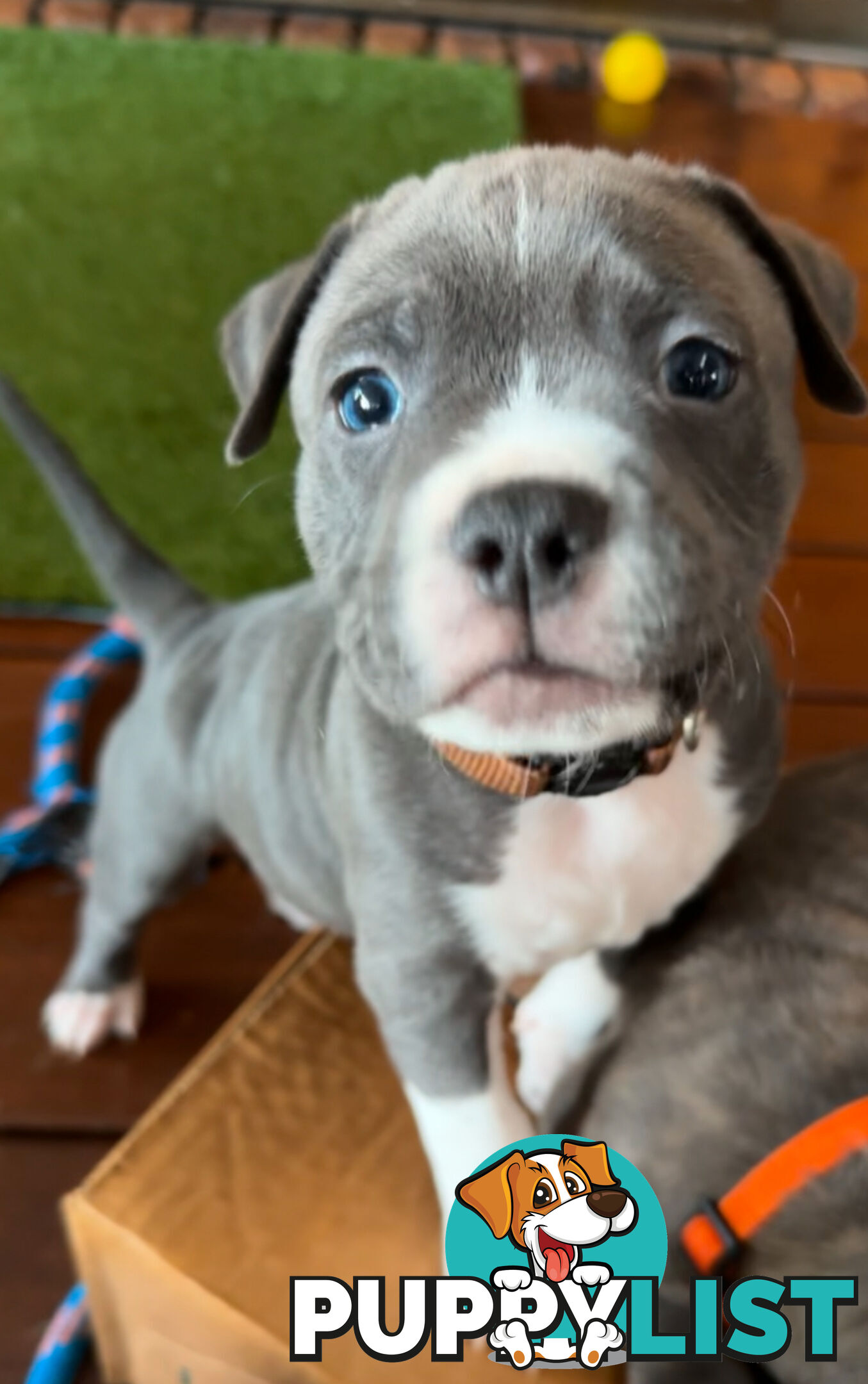 Blue American Staffordshire Terrier puppies!