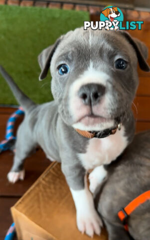 Blue American Staffordshire Terrier puppies!