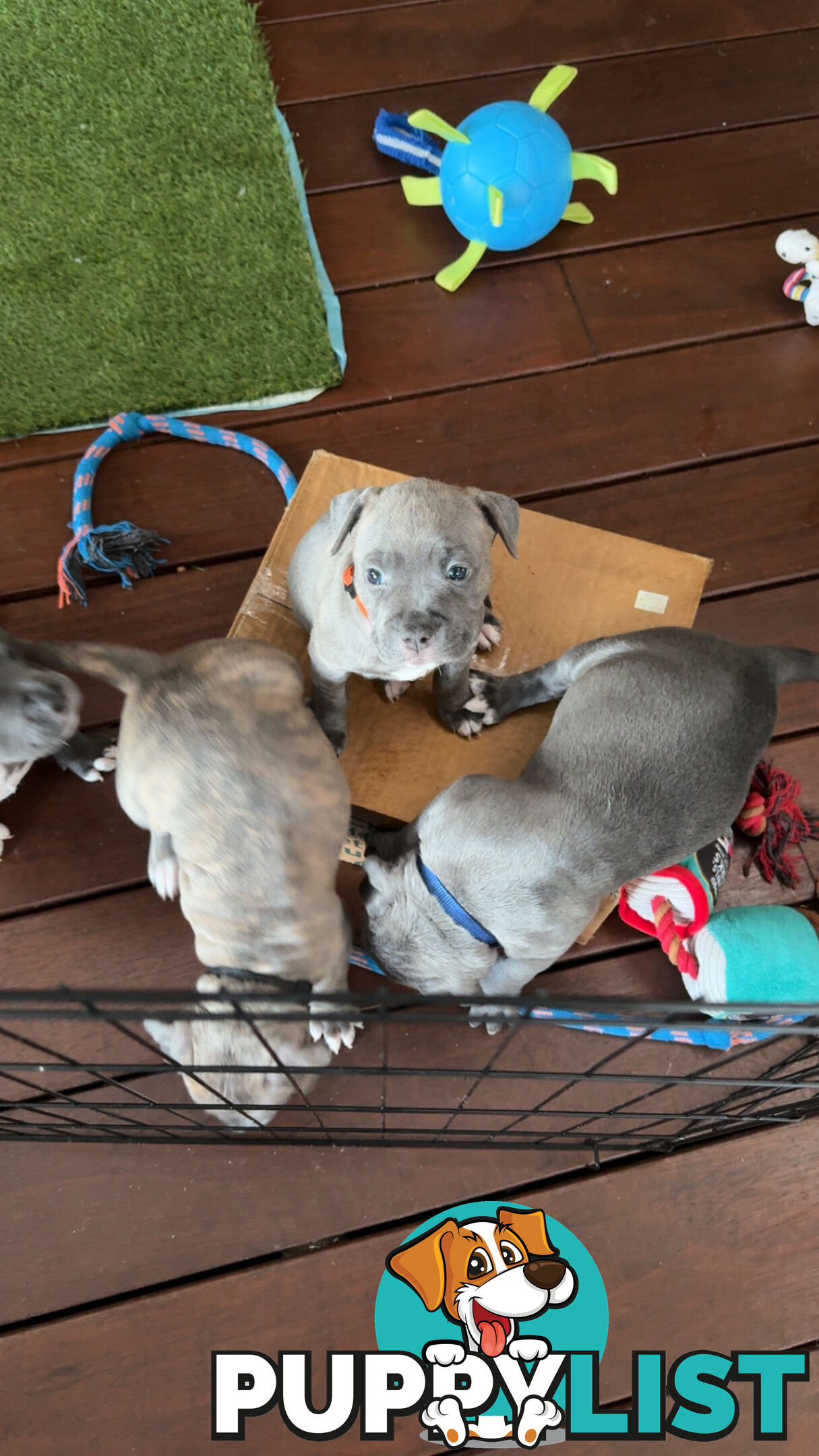 Blue American Staffordshire Terrier puppies!