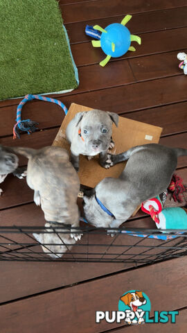 Blue American Staffordshire Terrier puppies!