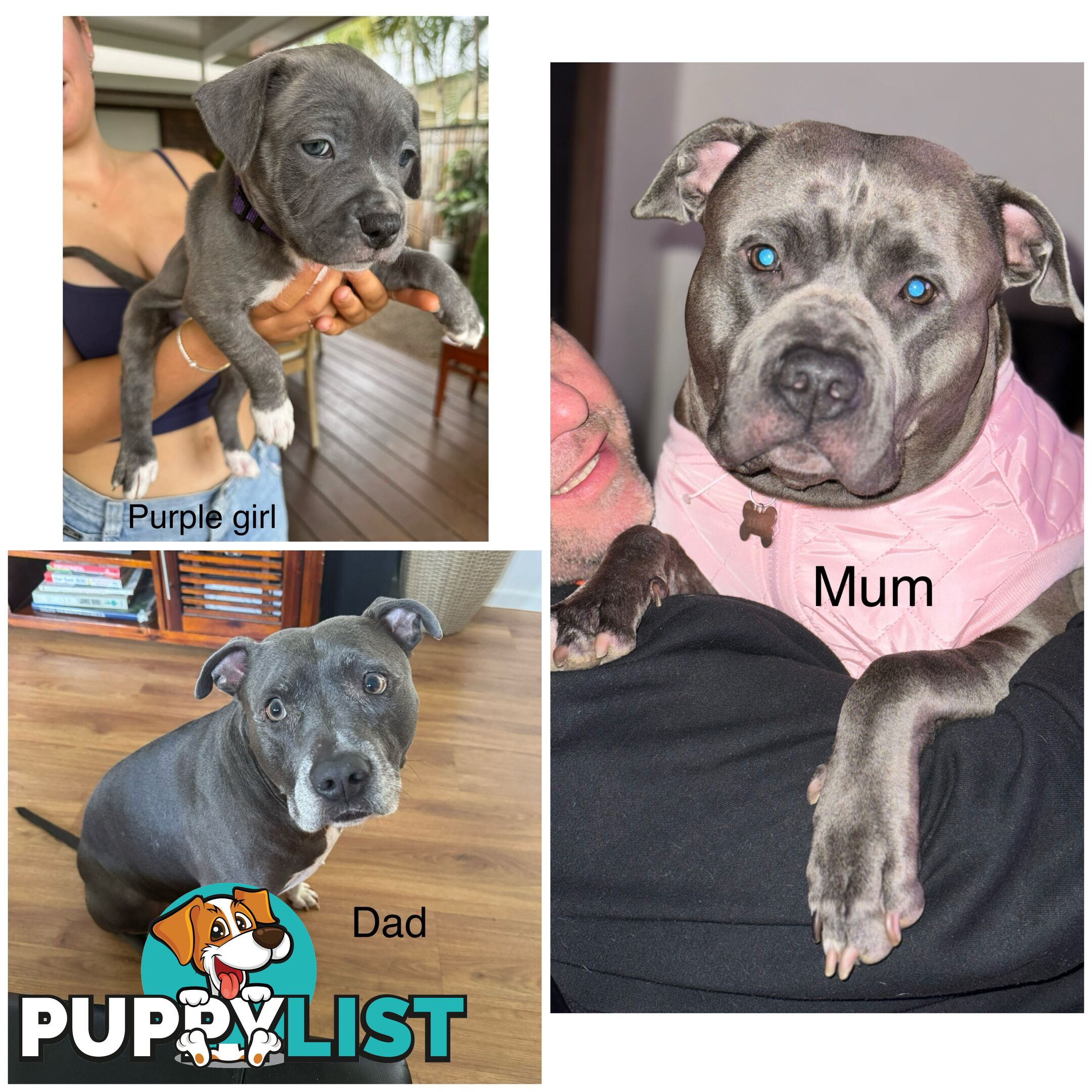 Blue American Staffordshire Terrier puppies!