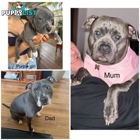 Blue American Staffordshire Terrier puppies!