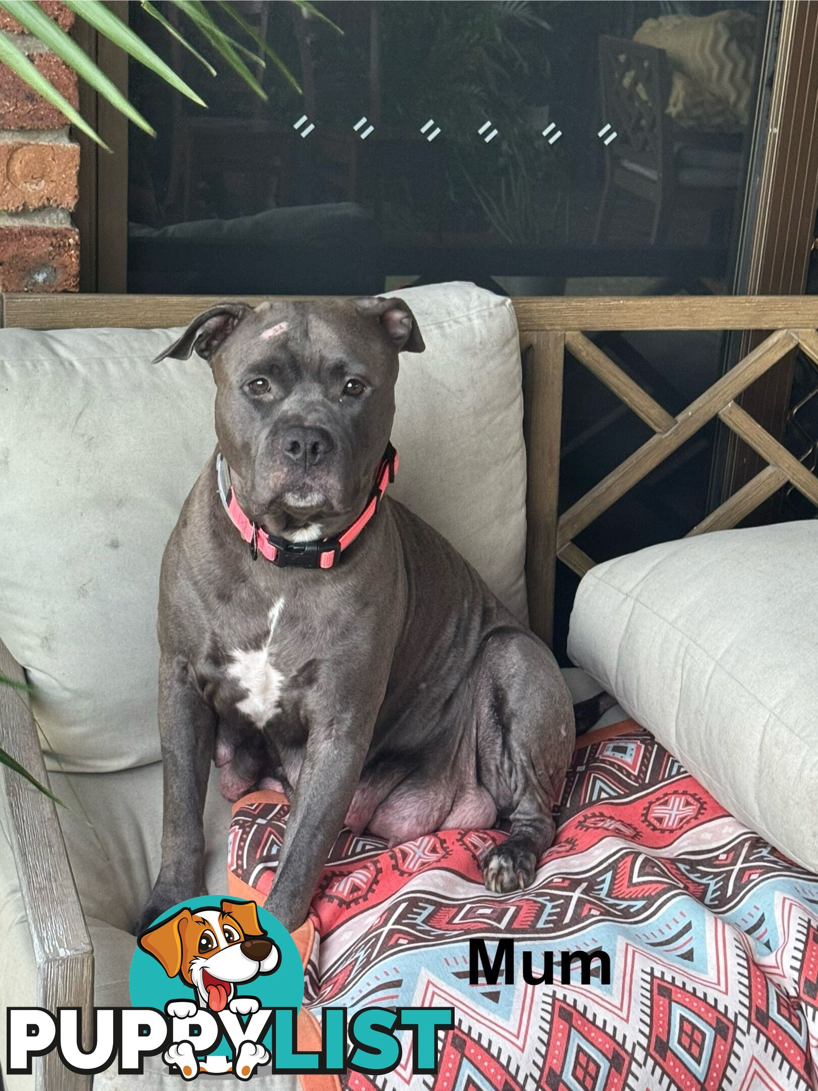 Blue American Staffordshire Terrier puppies!