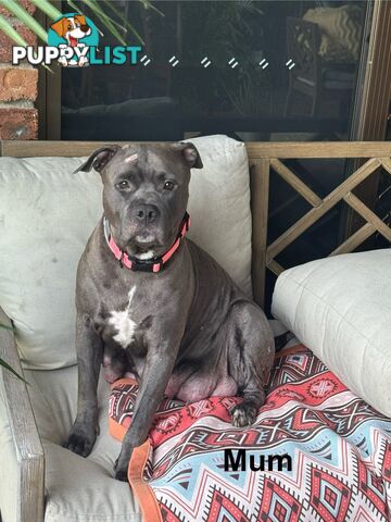 Blue American Staffordshire Terrier puppies!