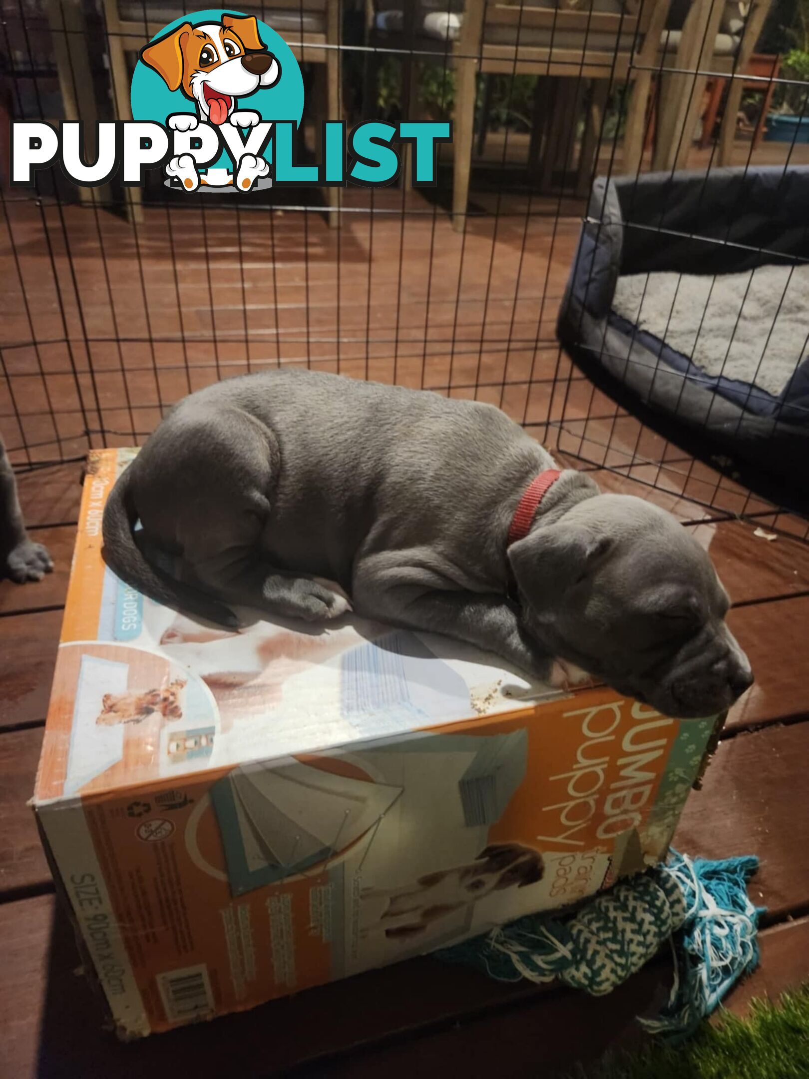 Blue American Staffordshire Terrier puppies!