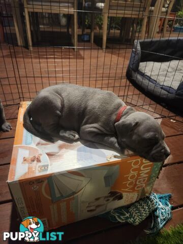 Blue American Staffordshire Terrier puppies!