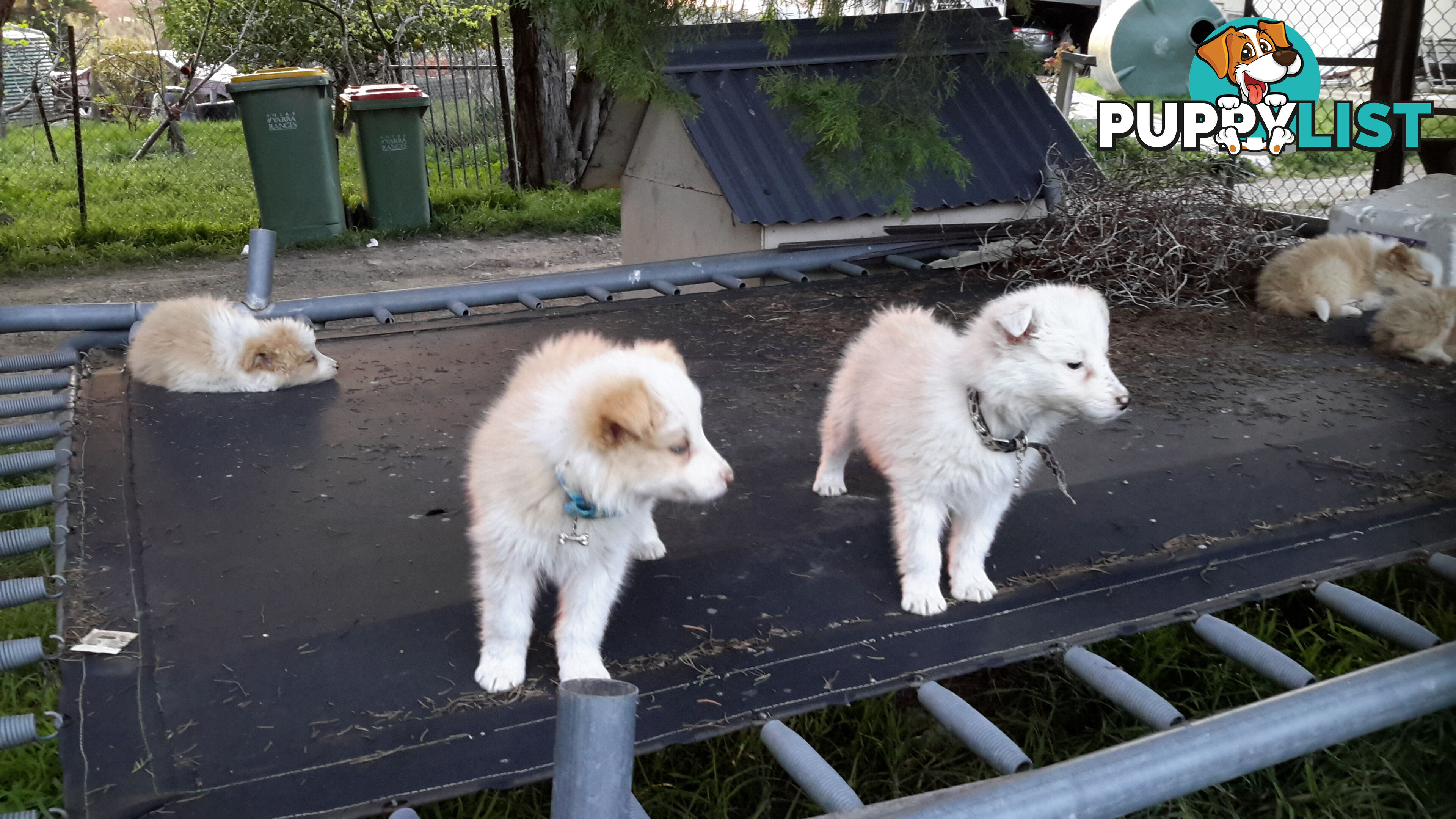 Border Collie puppy