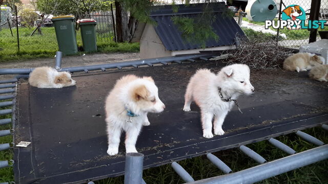 Border Collie puppy