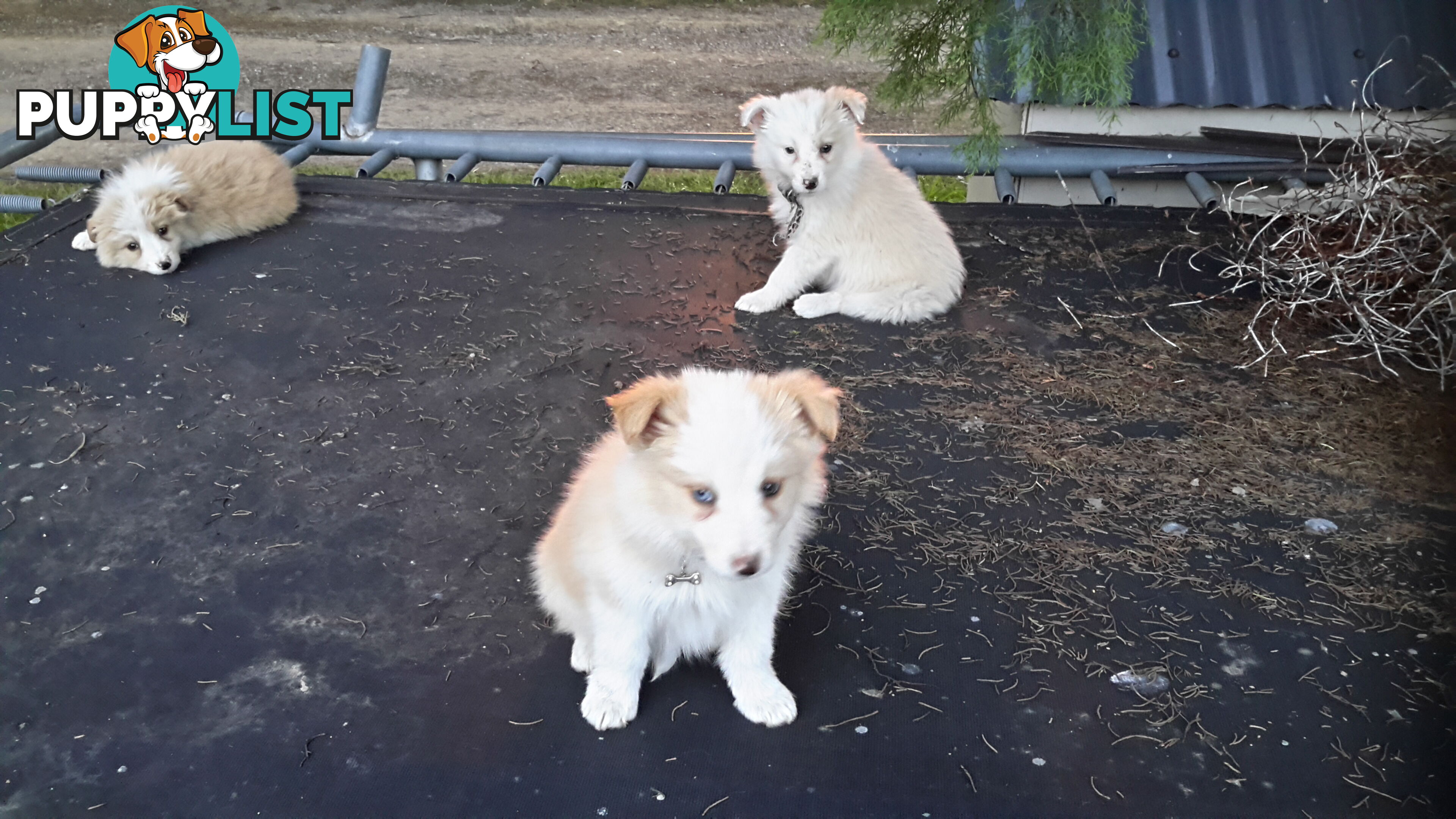 Border Collie puppy