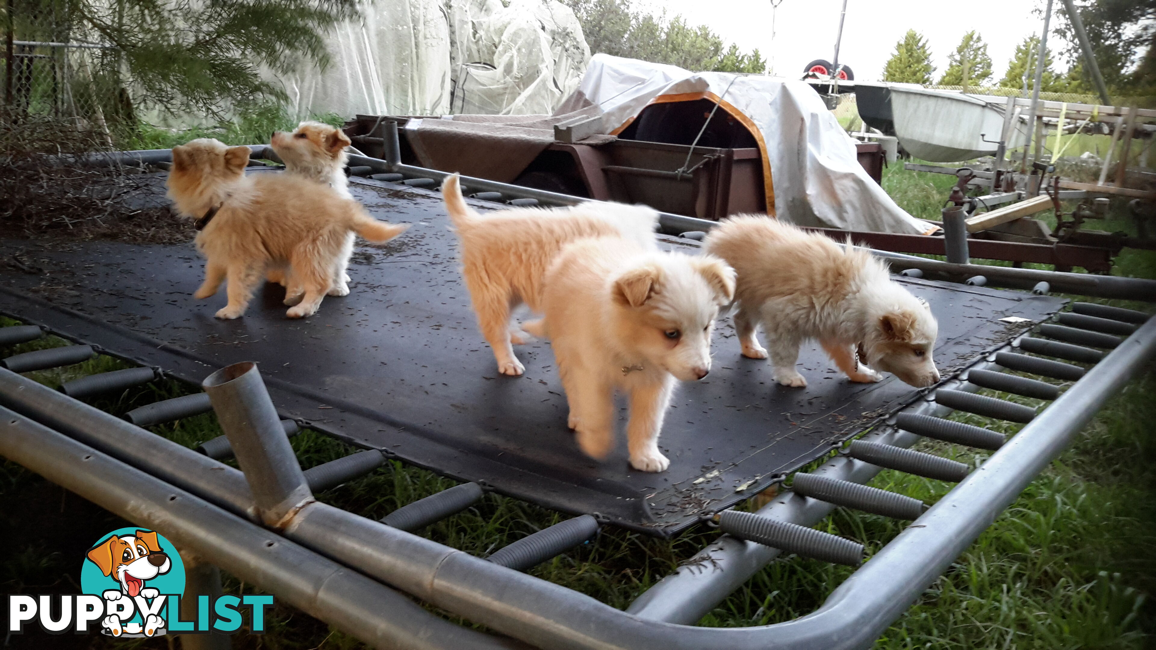 Border Collie puppy