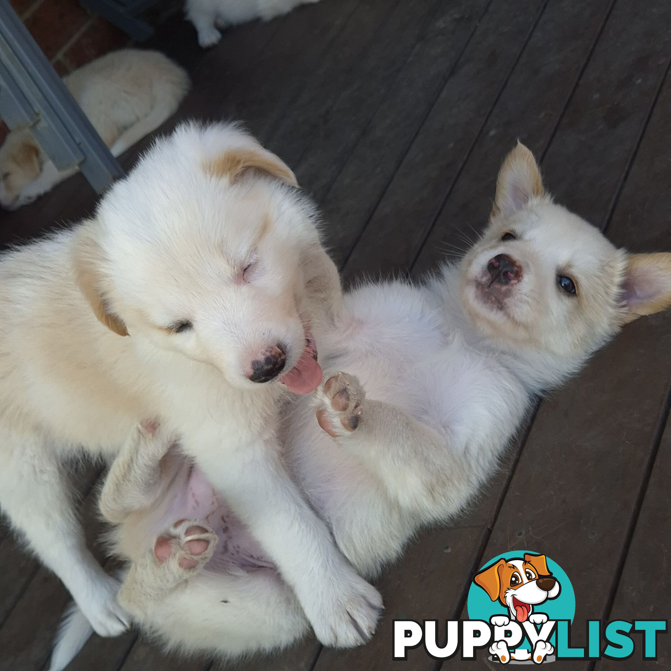 BORDER COLLIE PUPS FOR SALE