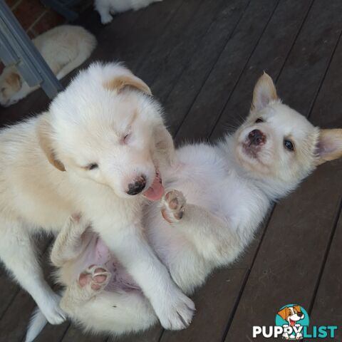 BORDER COLLIE PUPS FOR SALE