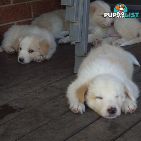 BORDER COLLIE PUPS FOR SALE