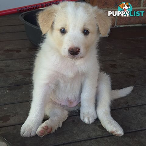 BORDER COLLIE PUPS FOR SALE