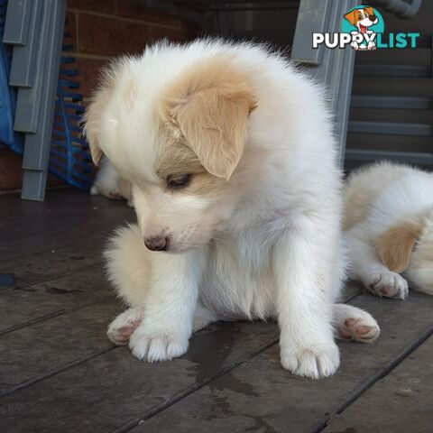 BORDER COLLIE PUPS FOR SALE