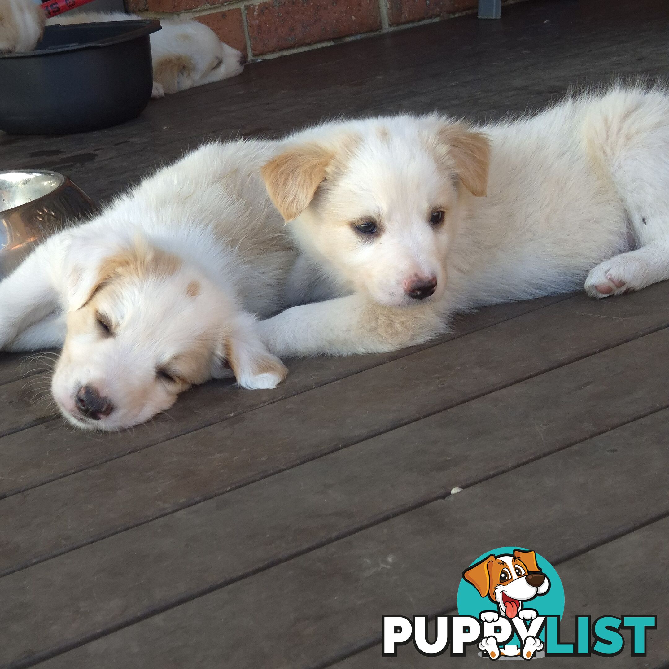 BORDER COLLIE PUPS FOR SALE