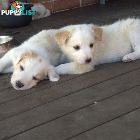 BORDER COLLIE PUPS FOR SALE