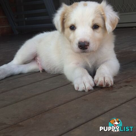 BORDER COLLIE PUPS FOR SALE