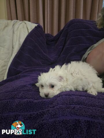 Maltese Puppies 