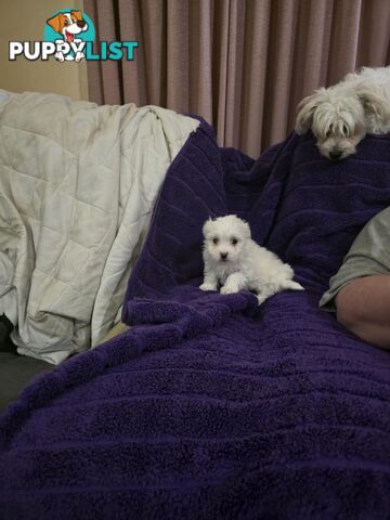 Maltese Puppies 