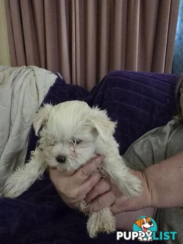 Maltese Puppies 