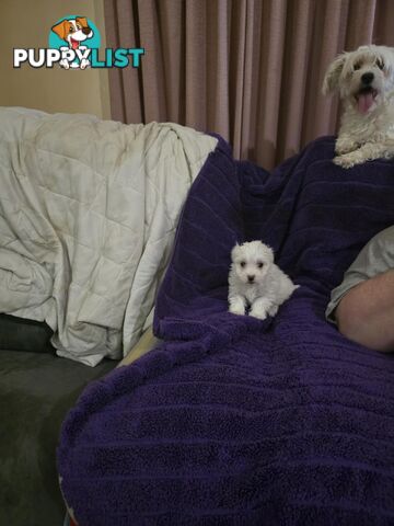 Maltese Puppies 