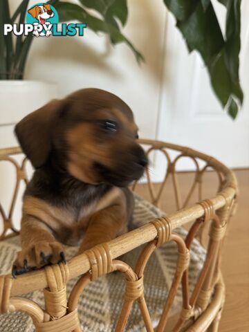 Daschsund x Jack Russell Terrier Puppies