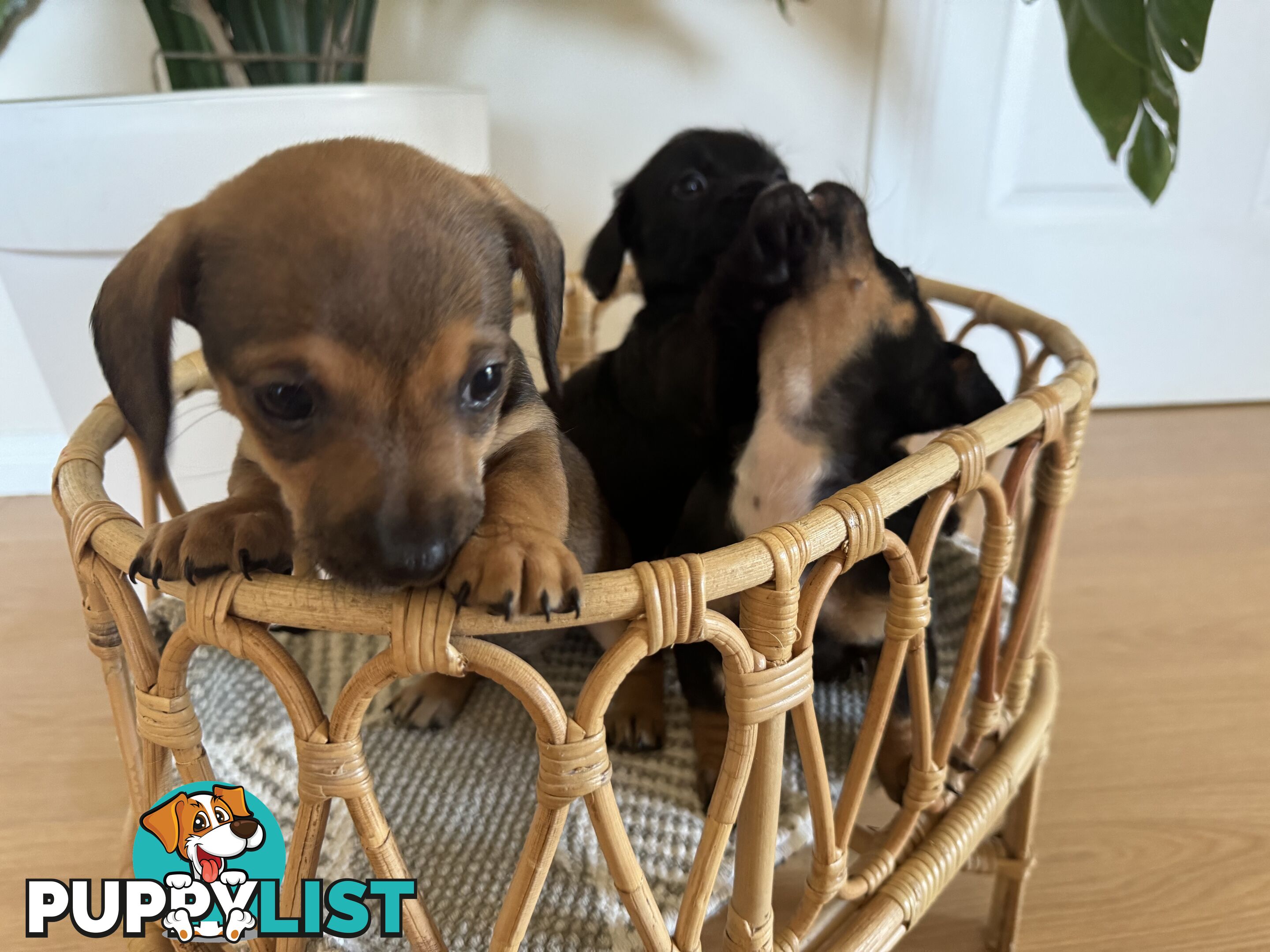 Daschsund x Jack Russell Terrier Puppies