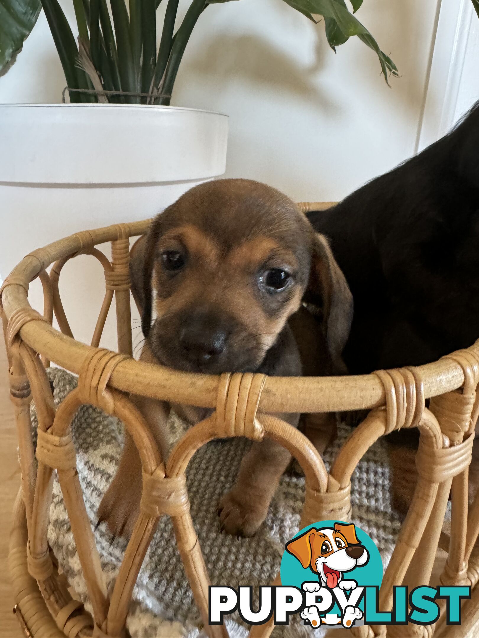 Daschsund x Jack Russell Terrier Puppies