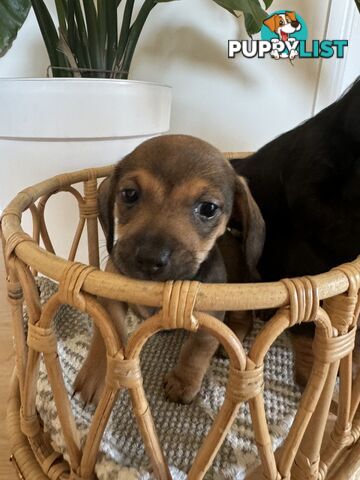 Daschsund x Jack Russell Terrier Puppies