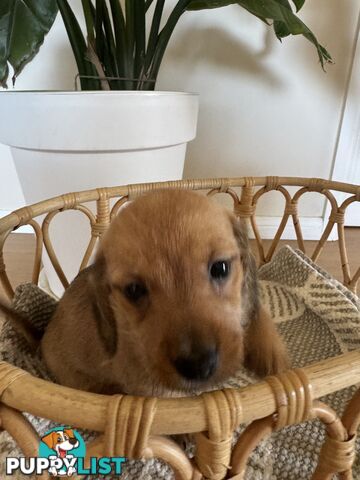 Daschsund x Jack Russell Terrier Puppies