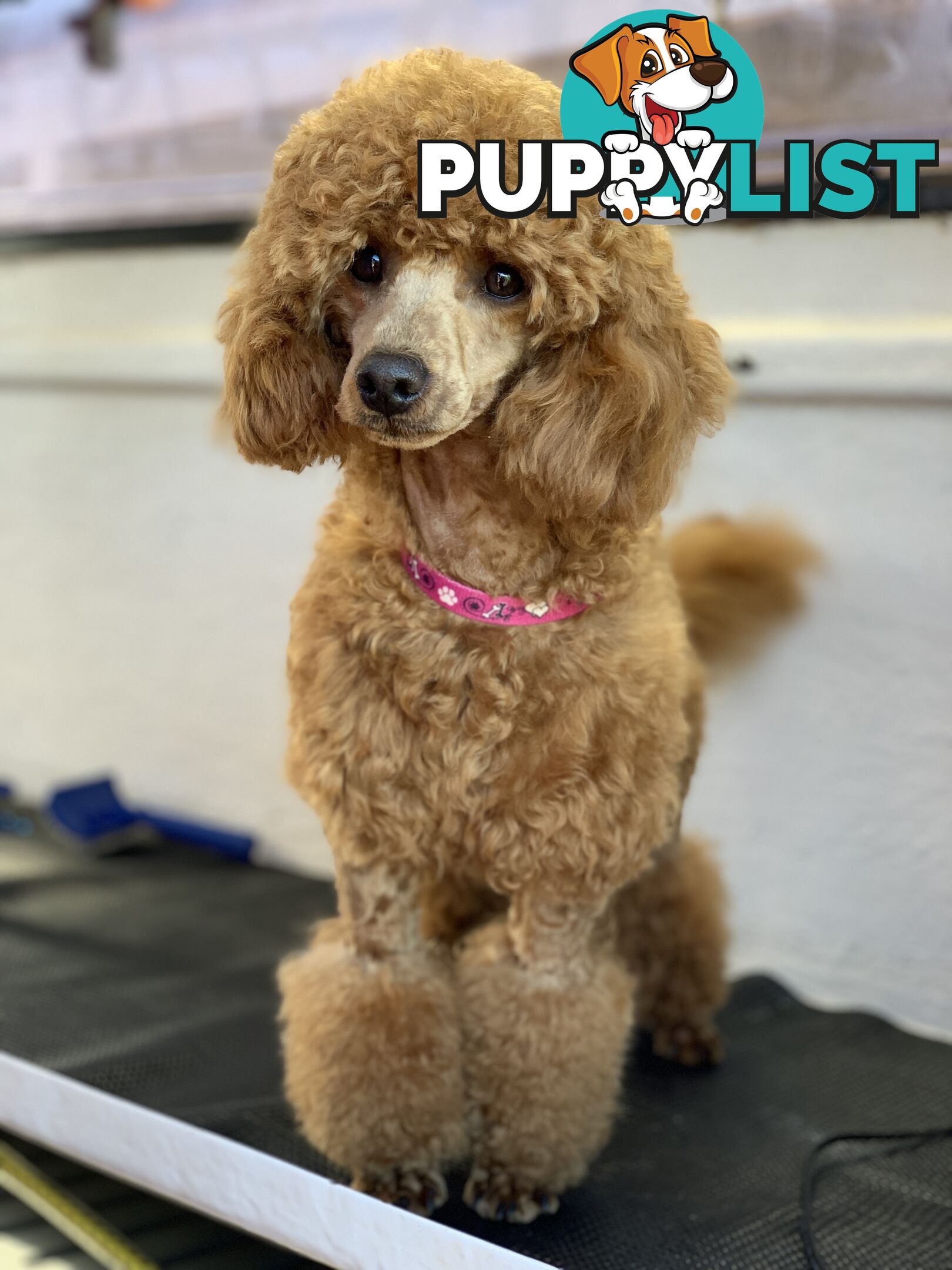 Wanted: Toy poodle Stud Service DNA CLEAR
