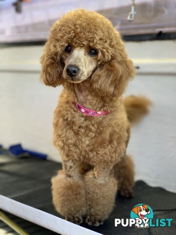 Wanted: Toy poodle Stud Service DNA CLEAR