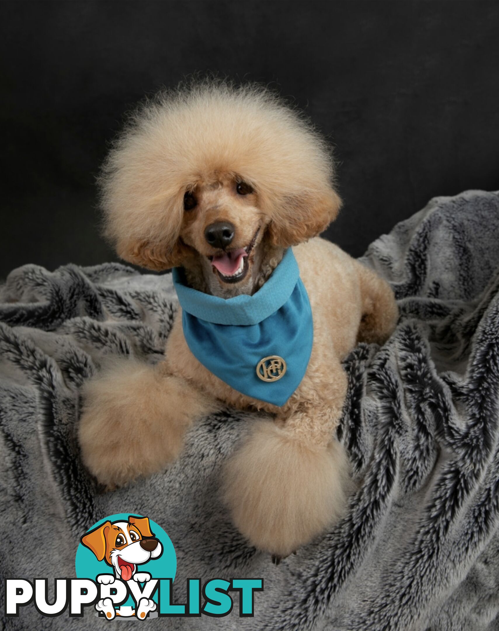 Wanted: Toy poodle Stud Service DNA CLEAR