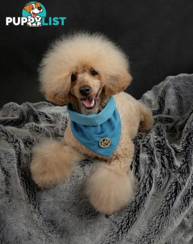 Wanted: Toy poodle Stud Service DNA CLEAR