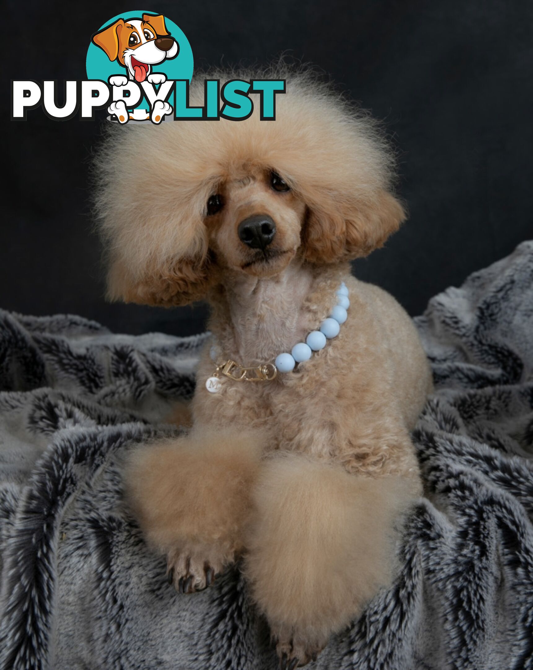 Wanted: Toy poodle Stud Service DNA CLEAR