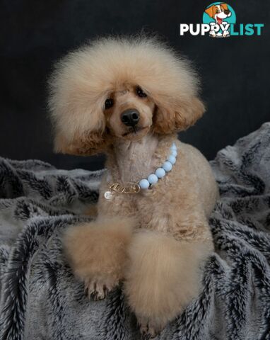Wanted: Toy poodle Stud Service DNA CLEAR