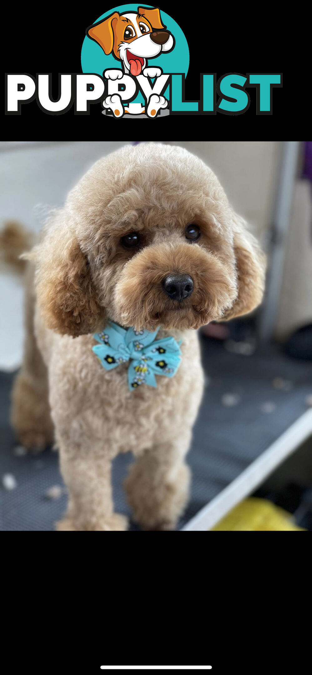 Wanted: Toy poodle Stud Service DNA CLEAR