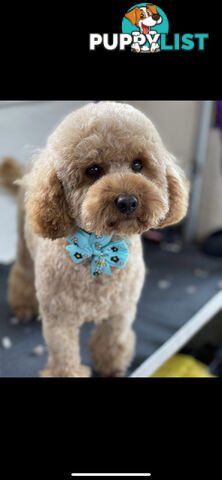Wanted: Toy poodle Stud Service DNA CLEAR