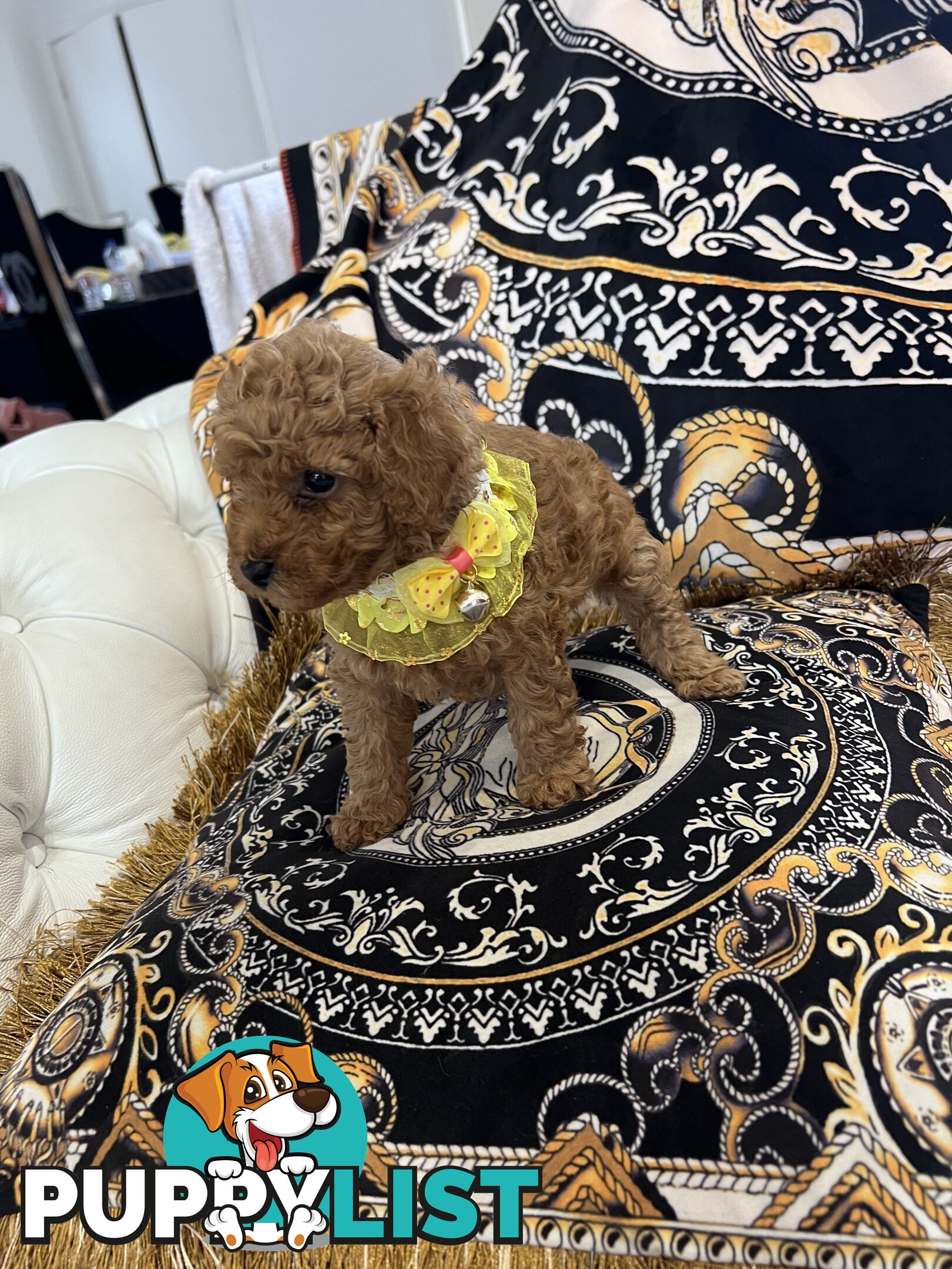 Red Toy poodle puppies looking for new home