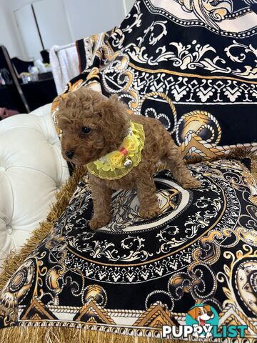 Red Toy poodle puppies looking for new home