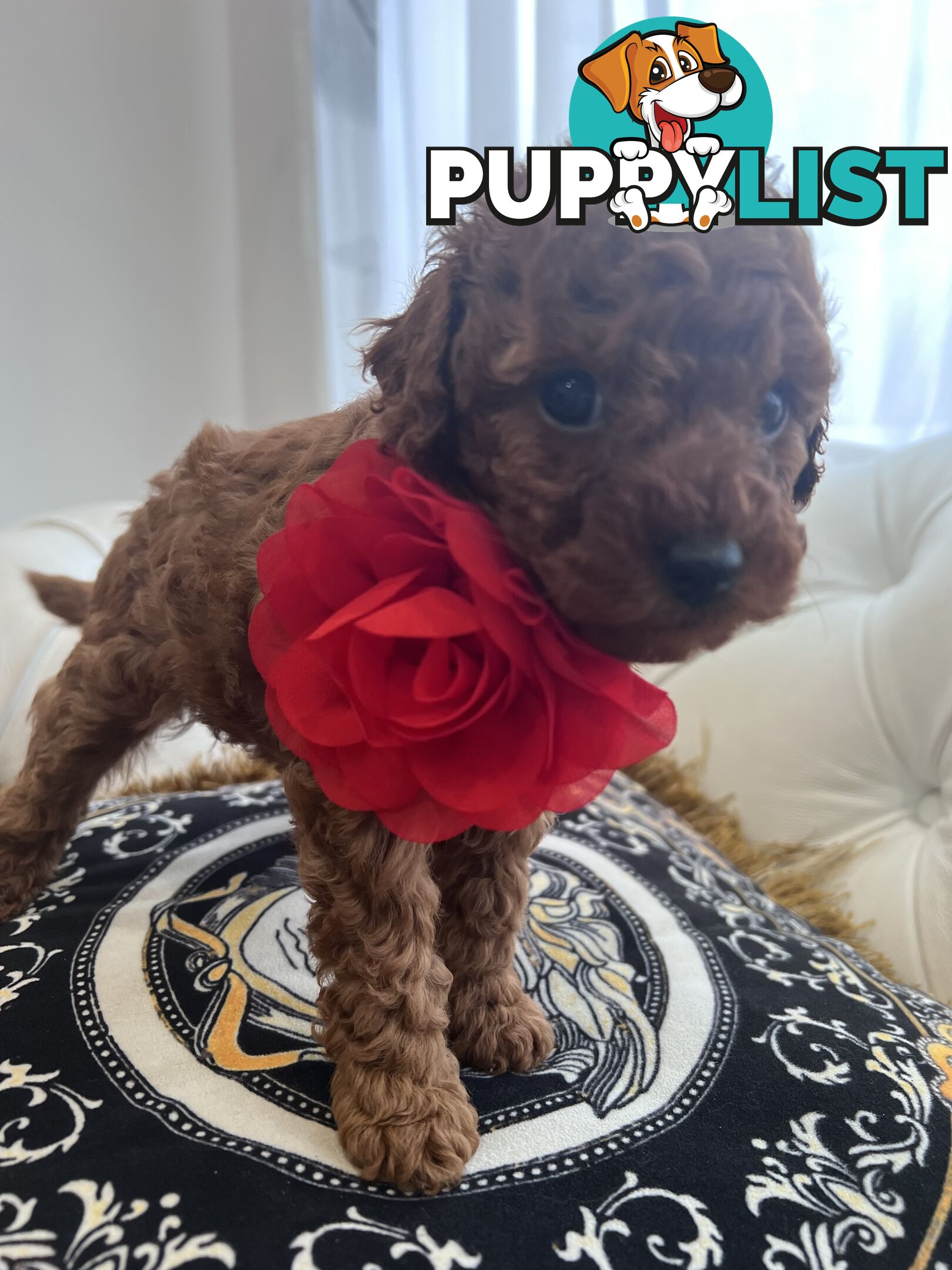 Red Toy poodle puppies looking for new home