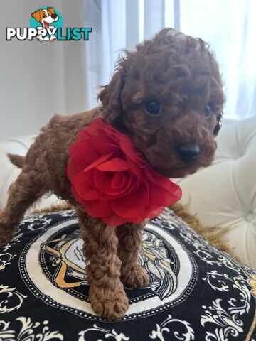 Red Toy poodle puppies looking for new home