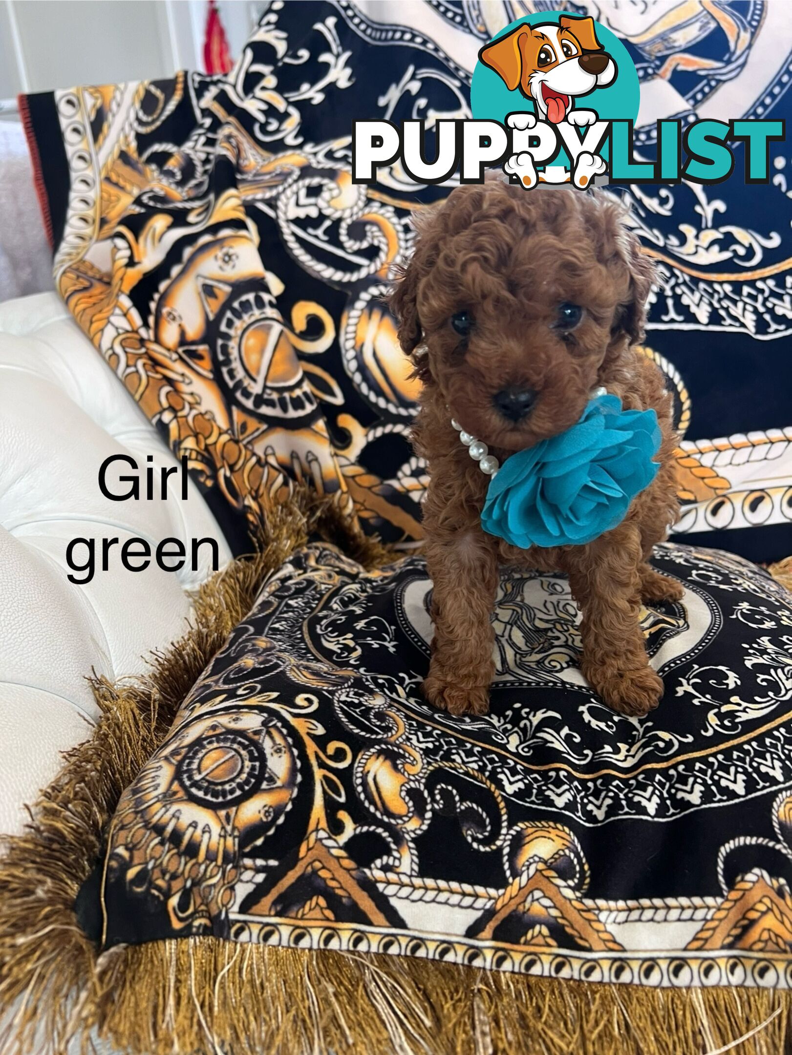 Red Toy poodle puppies looking for new home