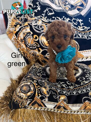 Red Toy poodle puppies looking for new home