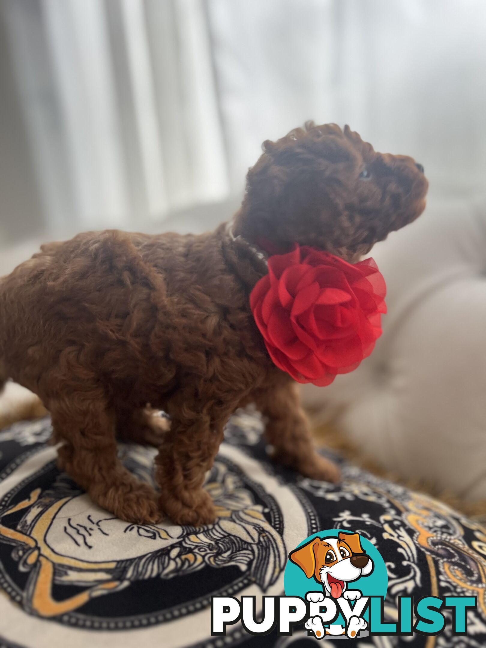 Red Toy poodle puppies looking for new home