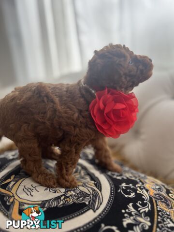 Red Toy poodle puppies looking for new home